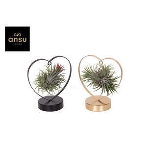 Tillandsia Love Edition Zwart/Goud Mix