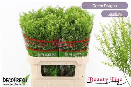 <h4>Lepidium Green Dragon</h4>