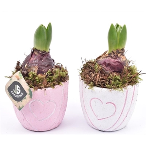 Cement pot met hart decor mix 10cm