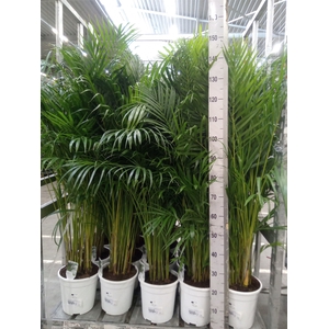 Dypsis lutescens   ...Chrysalidoca