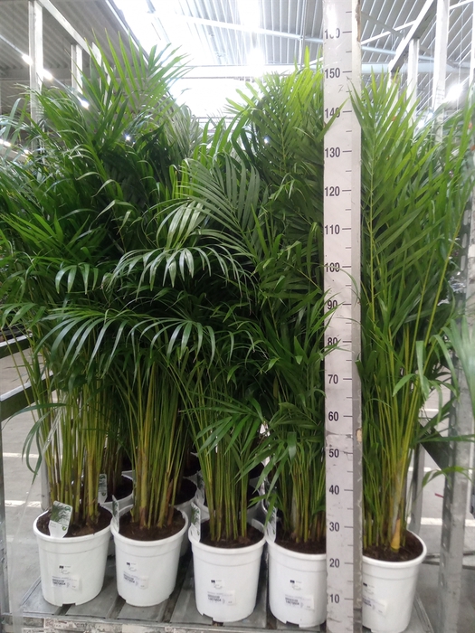 <h4>Dypsis lutescens   ...Chrysalidoca</h4>