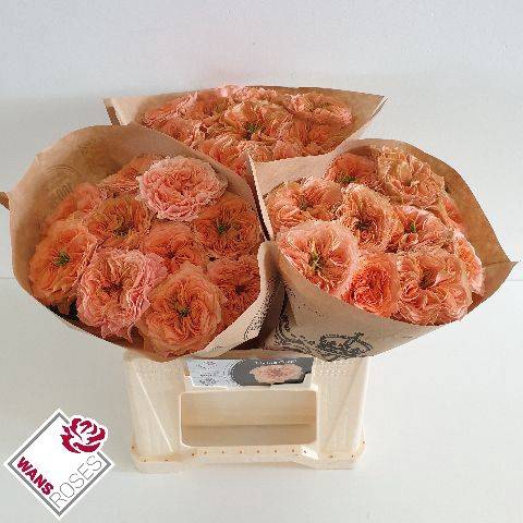Rosa Garden Living Coral