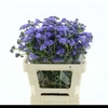 Ageratum Blue Horizon