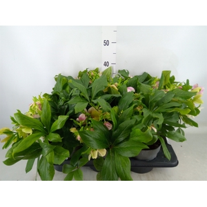 Helleborus   ...