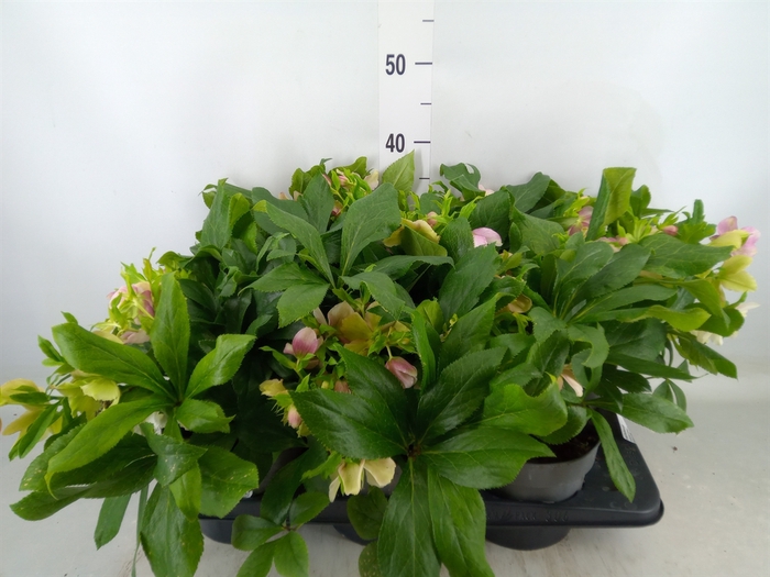 <h4>Helleborus   ...</h4>