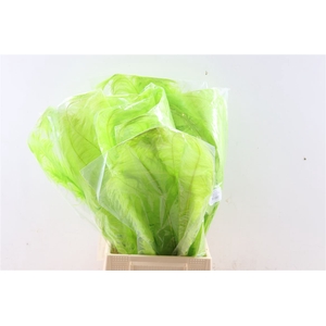 Feather Ostrich Feathers 55cm 5 Pcs Lime Green