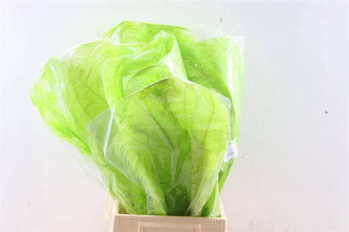 <h4>Feather Ostrich Feathers 55cm 5 Pcs Lime Green</h4>