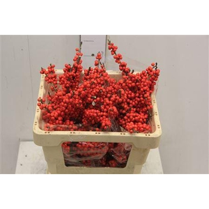 Ilex Bes Brit Buys