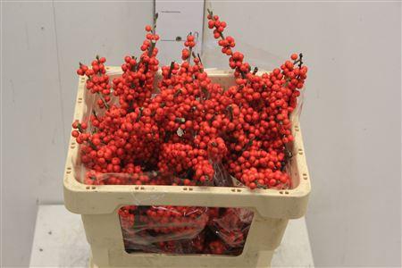 <h4>Ilex Bes Brit Buys</h4>