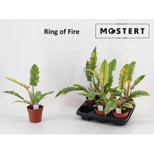 Philodendron Ring of Fire 12Ø 30cm
