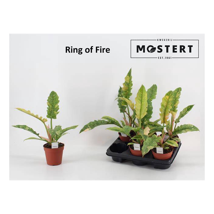 <h4>Philodendron Ring of Fire 12Ø 40cm</h4>