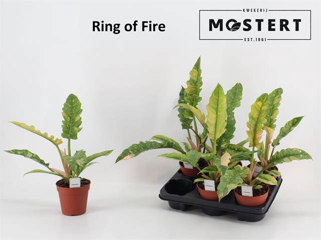 Philodendron Ring of Fire 12Ø 30cm