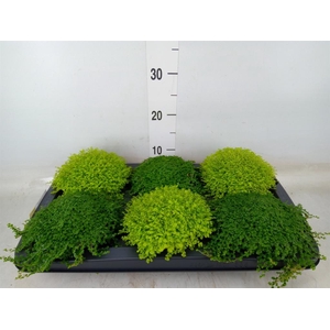 Soleirolia soleirolii   ...mix 2