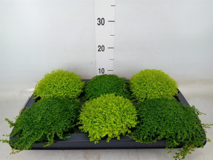 <h4>Soleirolia soleirolii   ...mix 2</h4>