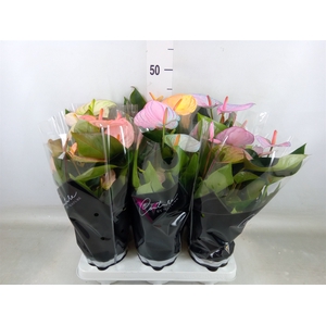 Anthurium andr. 'Cocos'