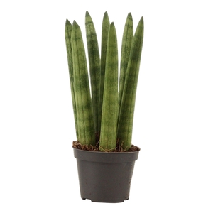 Sansevieria Cylindrica 6 cm Straight