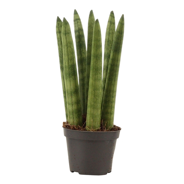 <h4>Sansevieria Cylindrica 6 cm Straight</h4>
