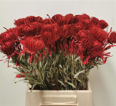 <h4>DROOG BANKSIA DRYAND</h4>
