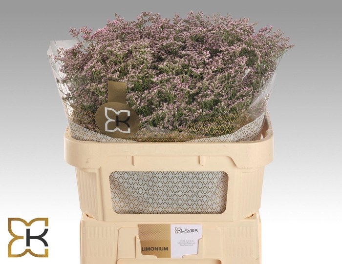 <h4>LIMONIUM SAFORA OSHI PINK LIM SAF O</h4>