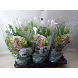 Phlebodium aureum 'Blue Star'