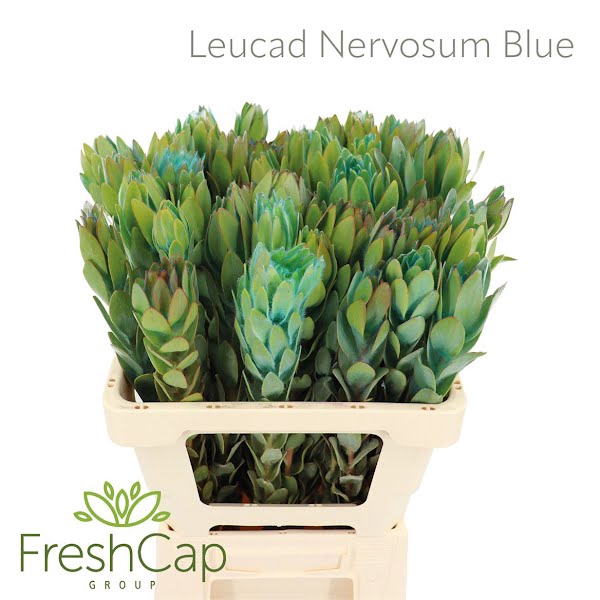 <h4>Leucad Nervosum Blue</h4>