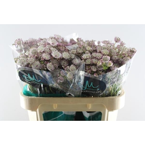 Astrantia Star Of Africa