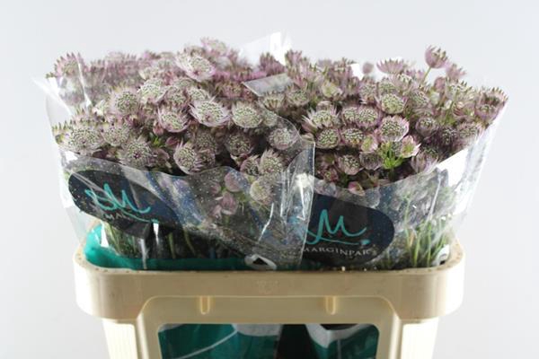 <h4>Astrantia Star Of Africa</h4>