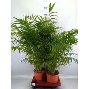Chamaedorea elegans