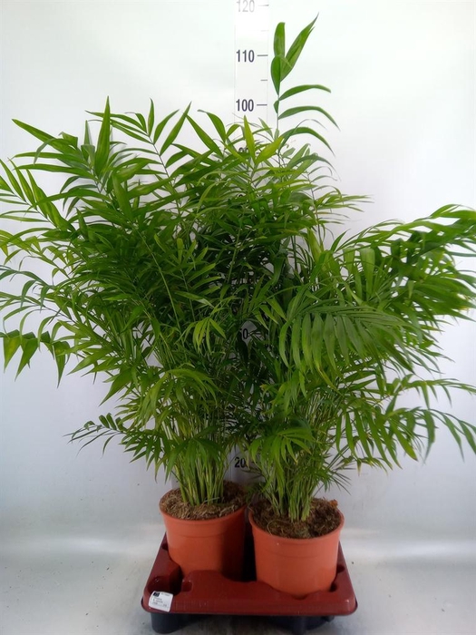 <h4>Chamaedorea elegans</h4>