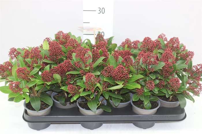 <h4>Skimmia Jap. Rubella 7+</h4>