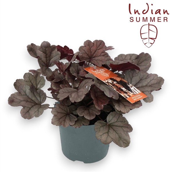 <h4>Heuchera 'Indian Summer' Silver</h4>