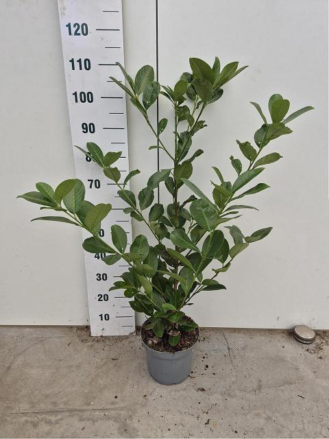 <h4>PRUN LA ROTUNDIFOLIA</h4>