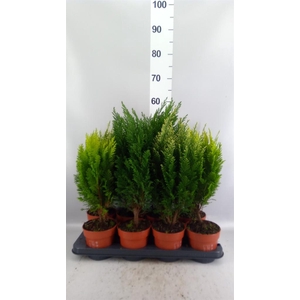 Conifers   ...mix