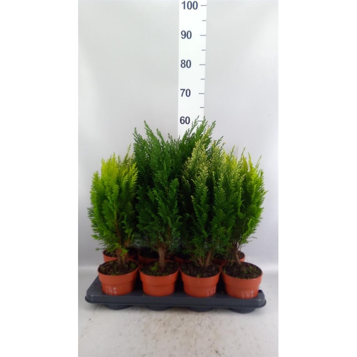<h4>Conifers   ...mix</h4>