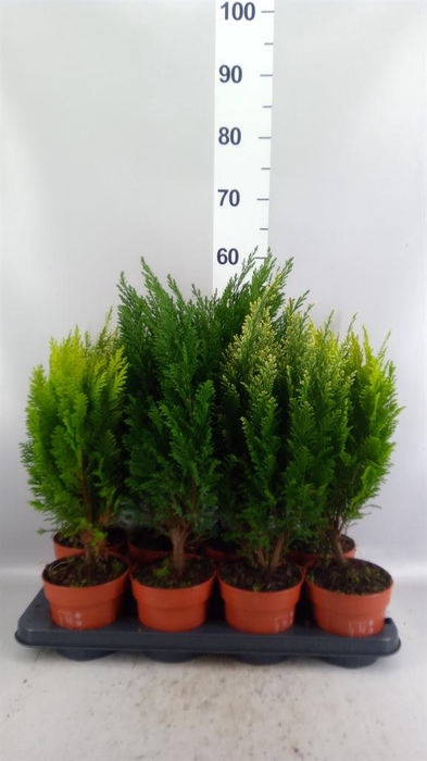 Conifers   ...mix