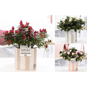 1st class Azalea mix in P&PURE Eline ceramics ass. 3