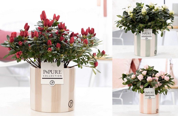 <h4>1st class Azalea mix in P&PURE Eline ceramics ass. 3</h4>
