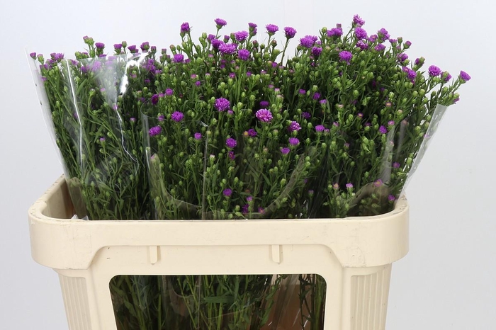 <h4>Aster Casarosa</h4>