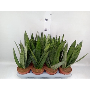 Sansevieria zeylanica