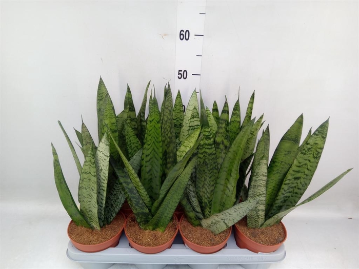 <h4>Sansevieria zeylanica</h4>