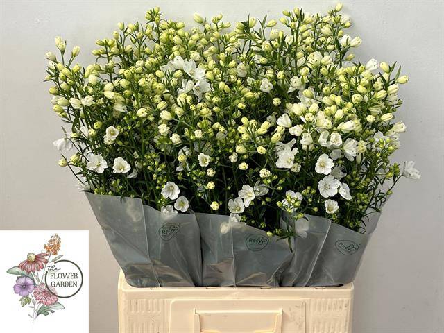 <h4>DELPH EN M SIL WHITE</h4>