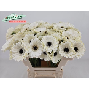 GERBERA MI 'LIDO'