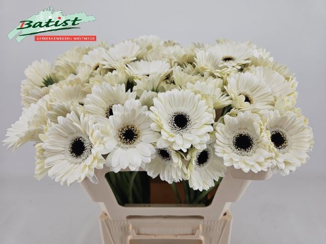 <h4>GERBERA MI 'LIDO'</h4>