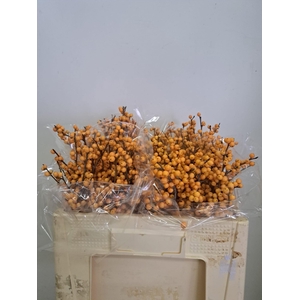 ILEX VE GOLD VERBOOM