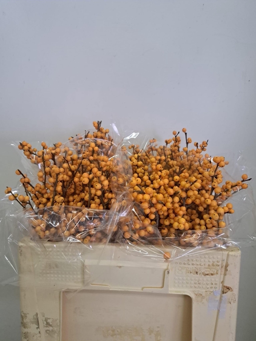 <h4>ILEX VE GOLD VERBOOM</h4>