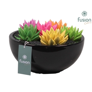 keramiek moonschaal met geverfde succulenten