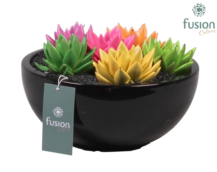 <h4>keramiek moonschaal met geverfde succulenten</h4>