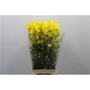 Delph En M Sil White Yellow Dyed