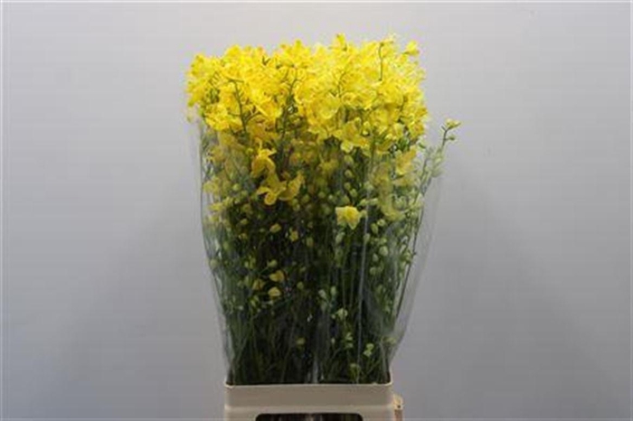 <h4>Delph En M Sil White Yellow Dyed</h4>