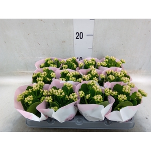Kalanchoe  'MoreFlow Lillian'